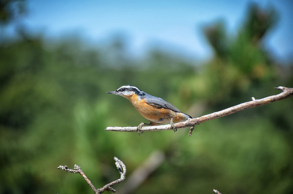 Red-Breasted Nuthatch