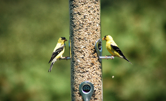Dueling Goldfinches